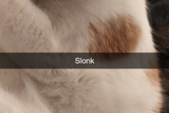 Snapchat-166739990