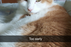 Snapchat-447645533